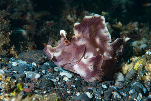 Paddle Flap Scorpionfish Rhinopias eschmeyeri photo