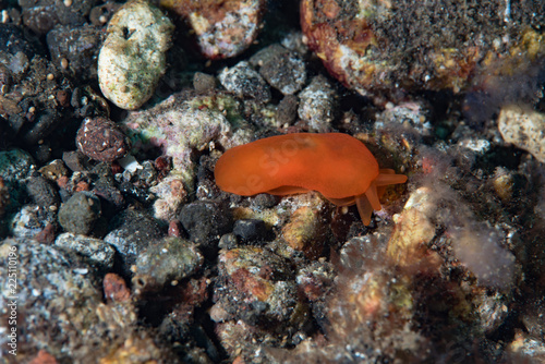Berthellina delicata Sea Slug