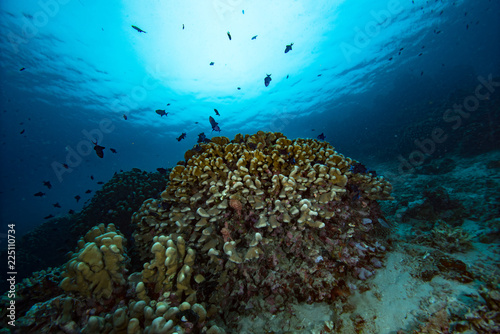 Tropical Coral Reef Underwater Landscape