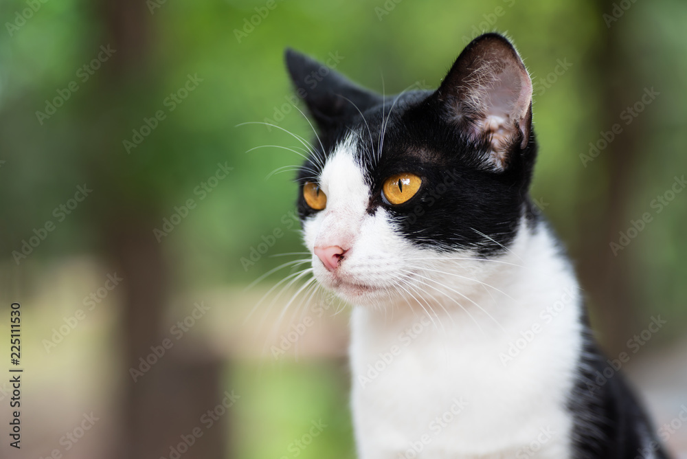 Portrait of white mixed with black cat (bicolor cat) looking for something