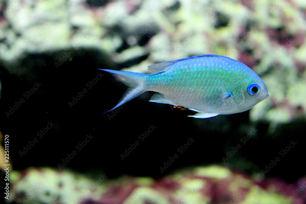 Blue-green chromis (Chromis viridis) Blue-green chromis (Chromis viridis)