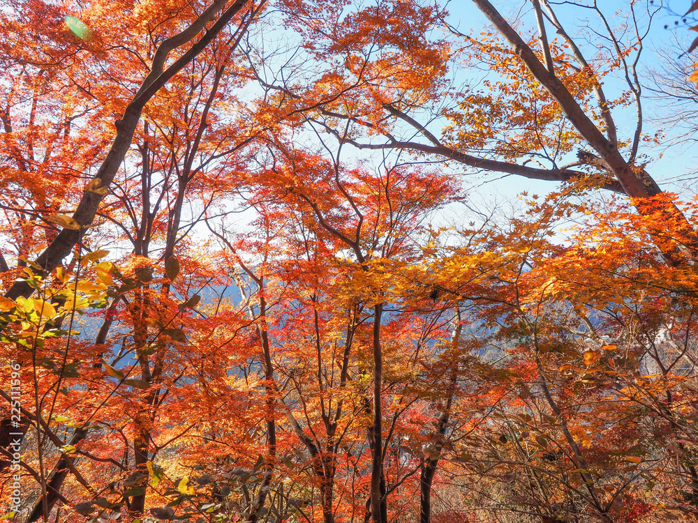 山の紅葉