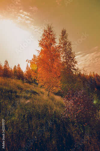 The birch tree is lit by a bright rising sun on an early hill