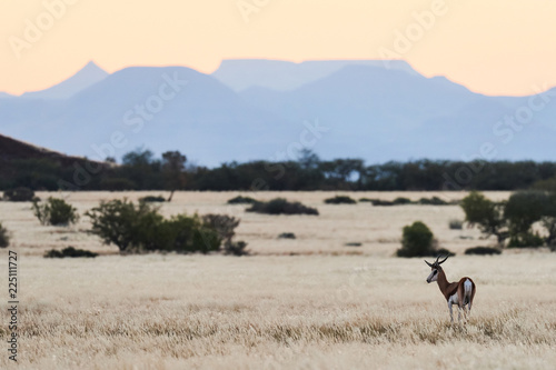 Springbok (Antidorcas marsupialis) grazing in the savannah