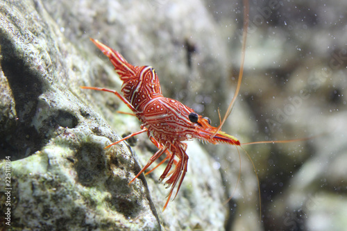 Dancing shrimp, Hinge-beak shrimp, Camel shrimp (Rhynchocinetes durbanensis) photo