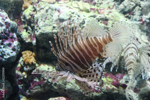 White liend Lionfish  Pterois volitans 