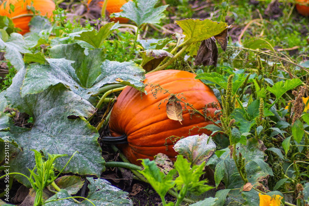 Obraz premium Pumpkins in a Wagon and Pumpkin Patch Closeups