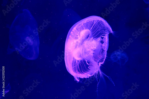 Moon Jellyfish (Aurelia aurita) : Moon Jellyfish in the aquarium