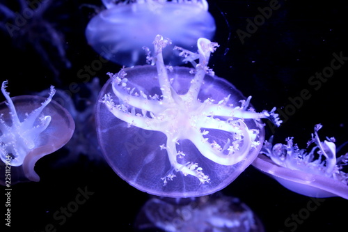 Upside-down jellyfish (Cassiopea andromeda) photo