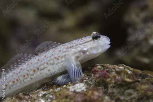 Istigobius campbelli