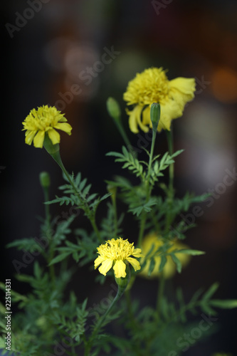 Close up of marigold flower
