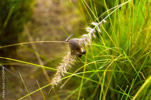little mouse on grass grain © adidocs