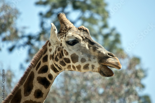 giraffe