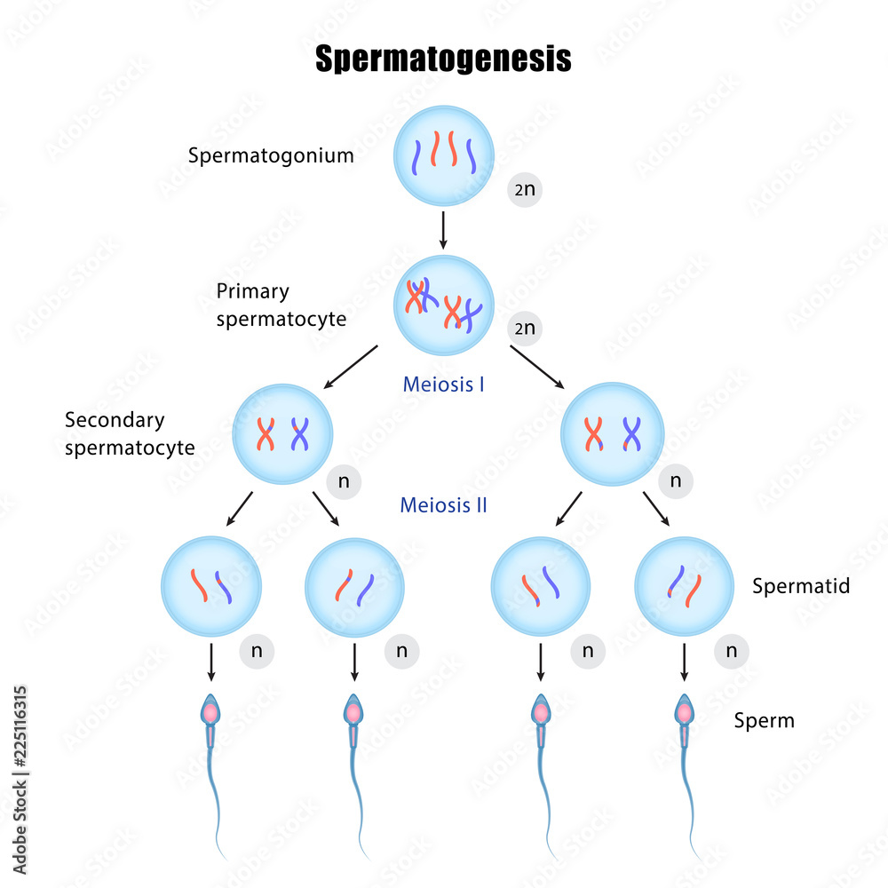 Spermatogenesis Diagram