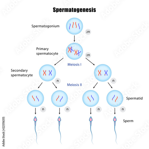 Spermatogenesis diagram, Process of reproduction, Cell division