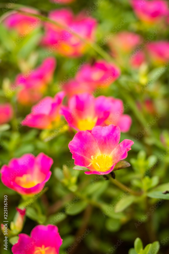 pink flowers with yellow stamens in the green  field