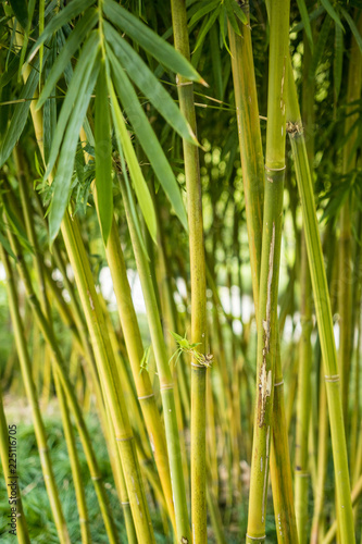 a bunch of brightly green bamboos in the forest