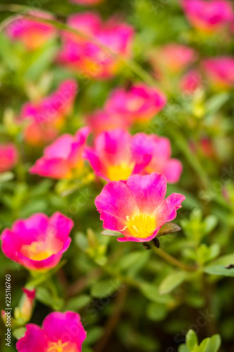 pink flowers with yellow stamens in the green field