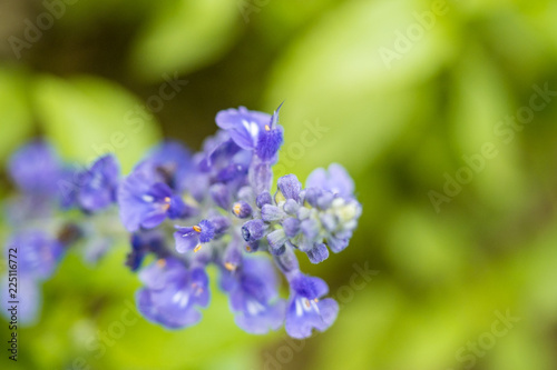 small purple flowers on single branch with green background