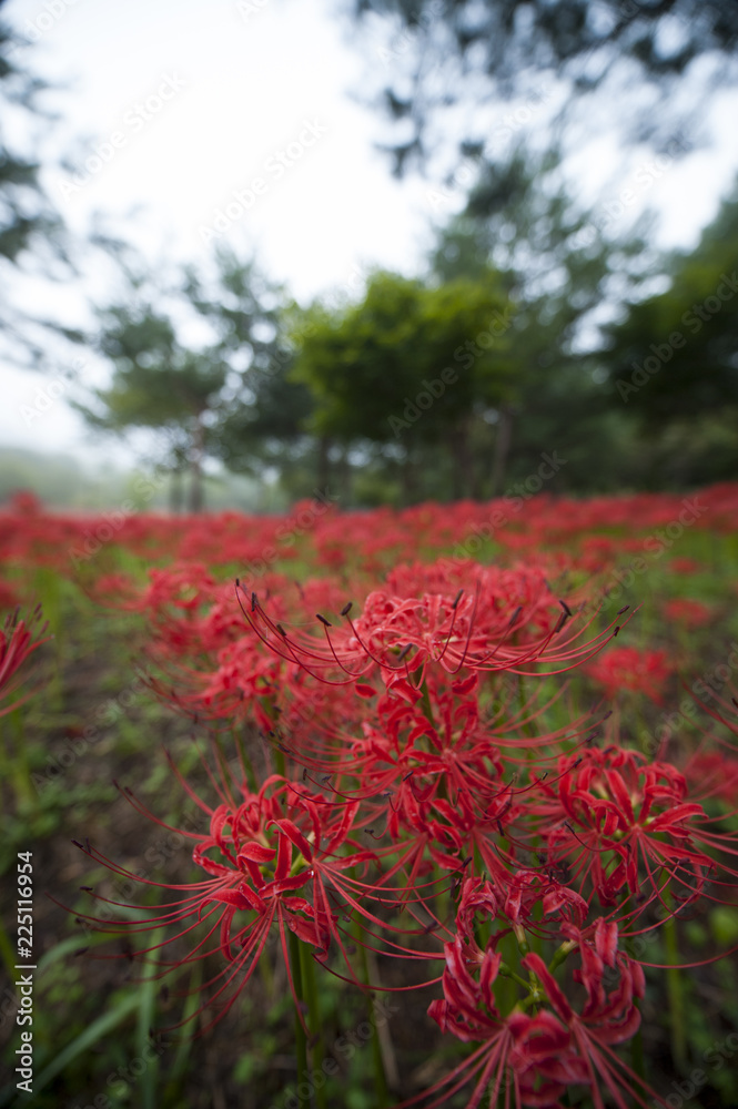 Red Spider Lily Habitat