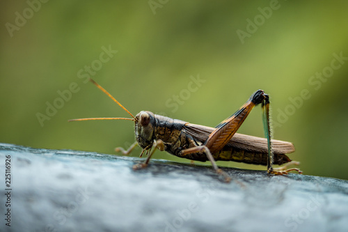 close up of grass hopper on a metal bar with creamy green background