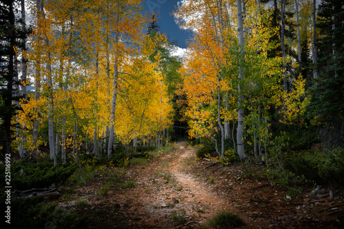 Gorgeous colored leaves on a path in a beautiful forest during the autumn season.