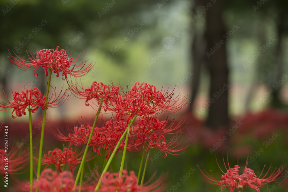 Red Spider Lily Habitat