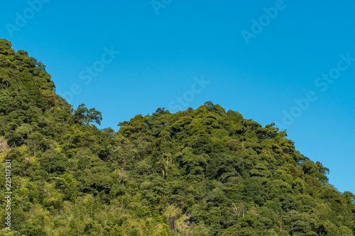 forest covered hill top under blue sky