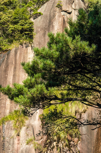 pine trees grow out of the rocks on the cliff face at mount sanqing geo park