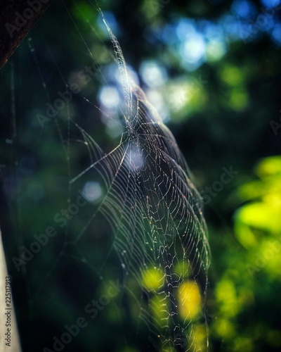 Plakat Tela de araña