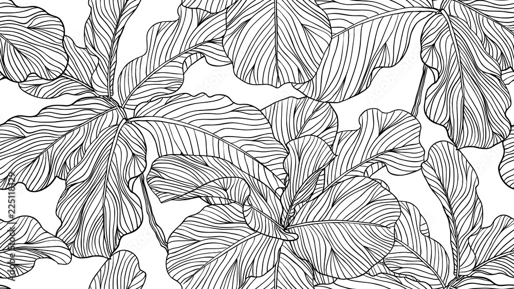 Fototapeta Kwiecisty bezszwowy wzór, czarny i biały skrzypki liścia figa na białym tle, kreskowy sztuka atramentu rysunek