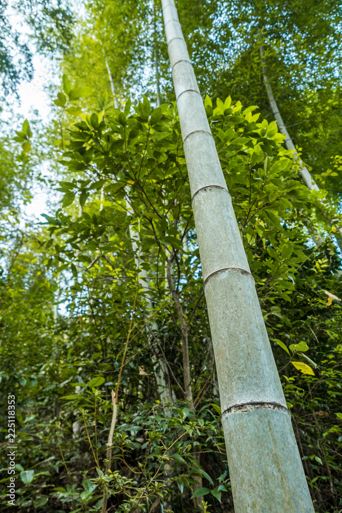 Fototapeta premium thick and tall bamboo trunk in the forest 