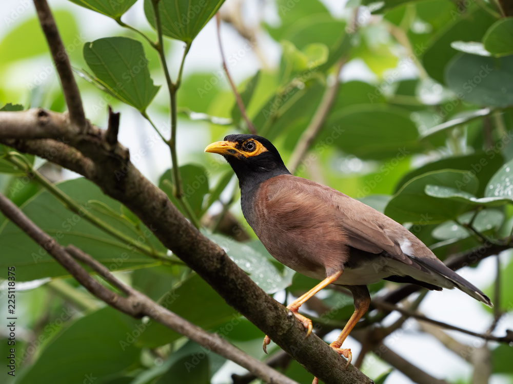 Close up Mynah Bird on a Branch Isolated on Nature Background Close up Mynah Bird on a Branch Isolated on Nature Background
