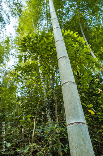 thick and tall bamboo trunk in the forest 