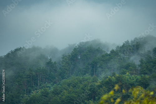 green forest covered hill tops surrounded with thick mist on a cloudy morning
