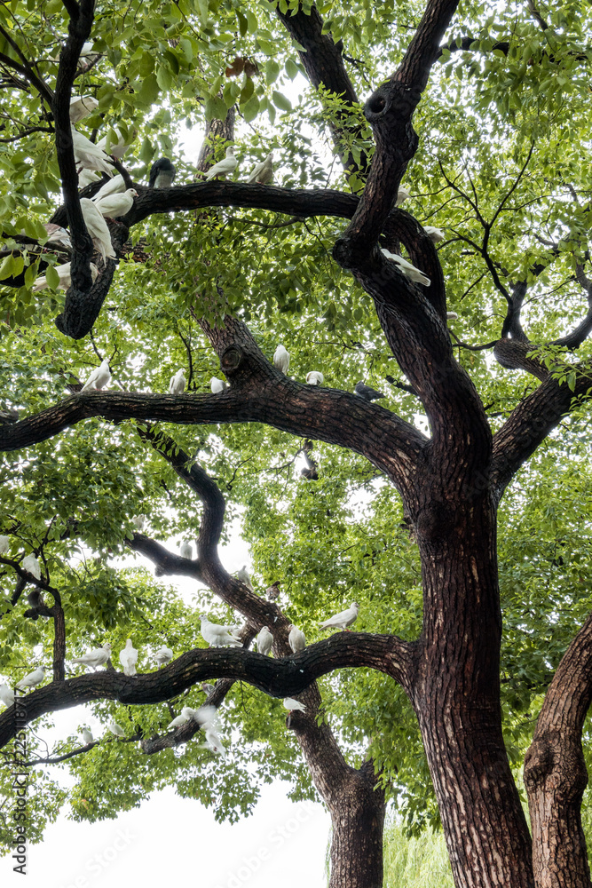 Fototapeta premium bunch of white pigeons resting on the branch of old tree under the green foliage