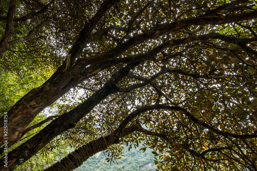 Obraz premium trees with green leaves reaching out to the walkway