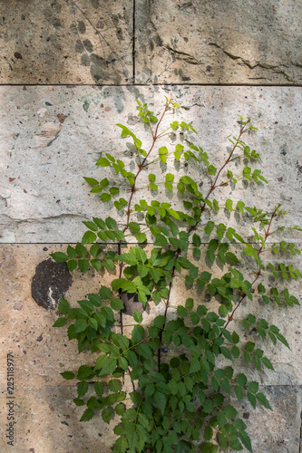 Parthenocissus plant on marble wall in the shade