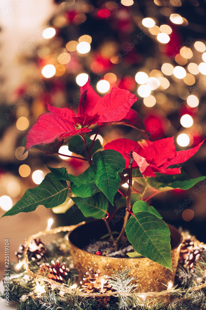 Festive decoration background with red artificial poinsettia flowers as Christmas symbol and illuminated garland on bokeh