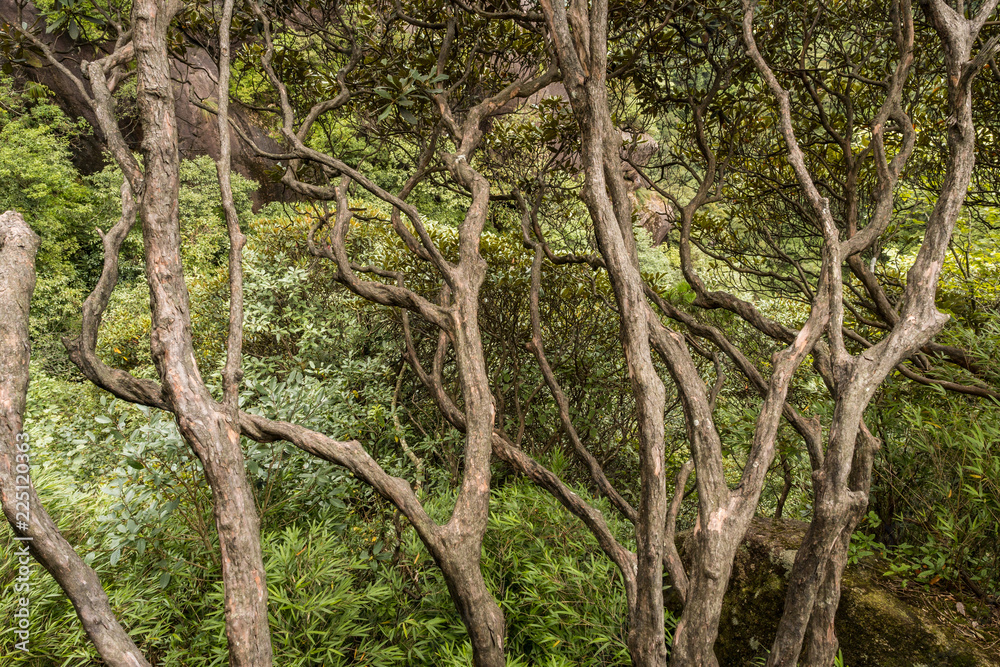 top view of curved branches from the trees on the cliff top view of curved branches from the trees on the cliff