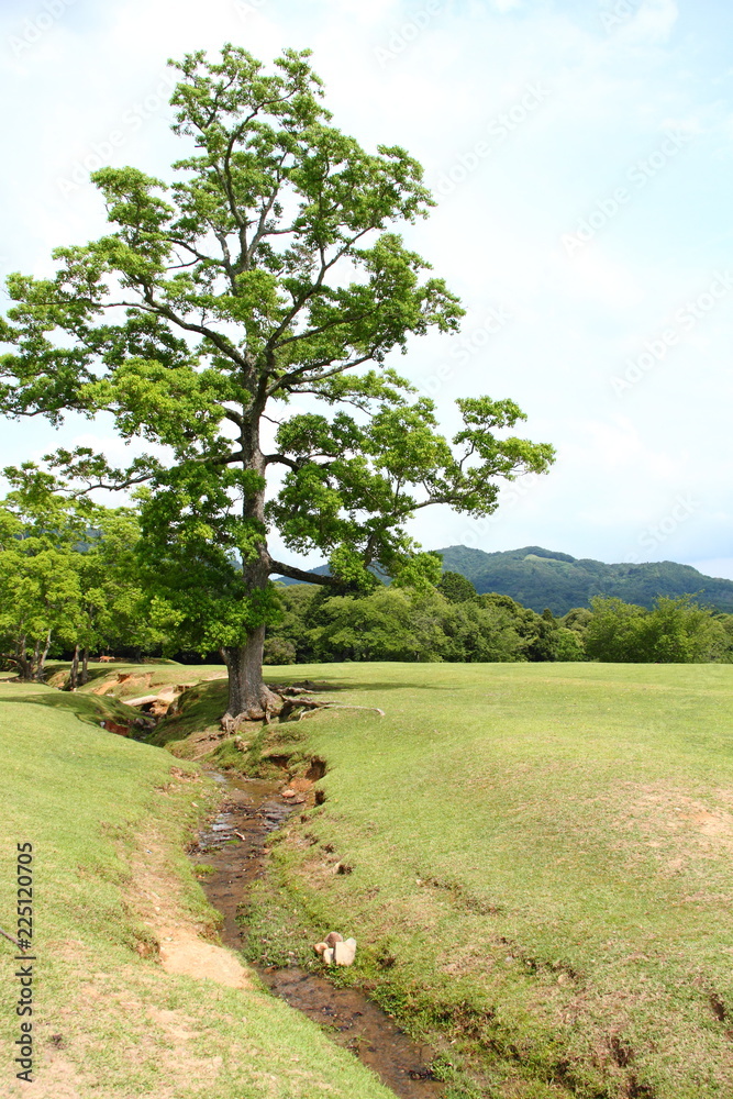 木がある風景01