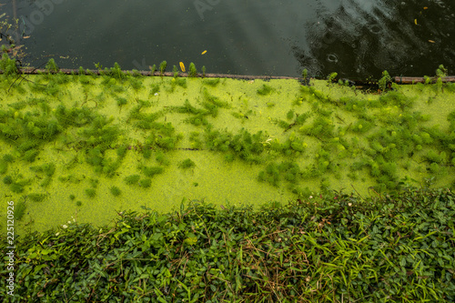 green algae filled pond after rain