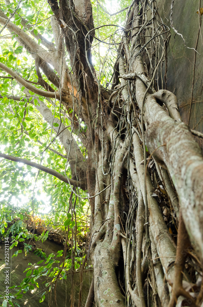 Scenic view of tree. Beautiful of nature.