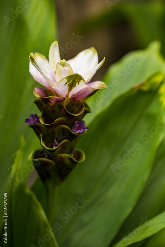 light pink flowers surrounded by long and broad green leaves