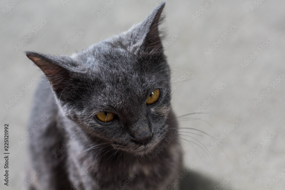 Gray cat looking at camera with top view.