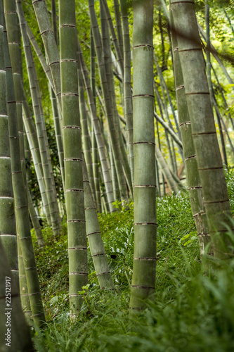 thick trunk bamboo forest inside park