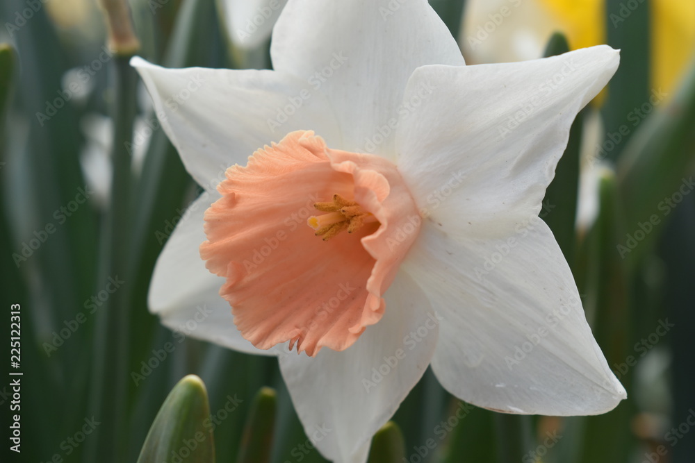 Fototapeta premium Tulips in the garden