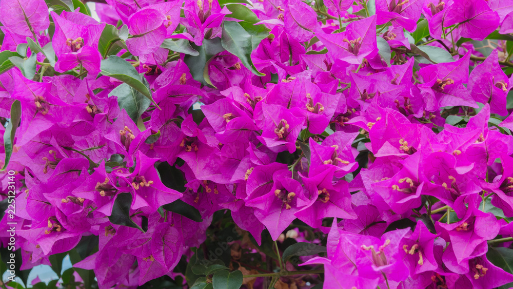 .Magenta bougainvillea grow in tropical garden. Buganvilla or bugambilia lage backgroundr. Beautiful vibrant floral image for wallpaper or web design..