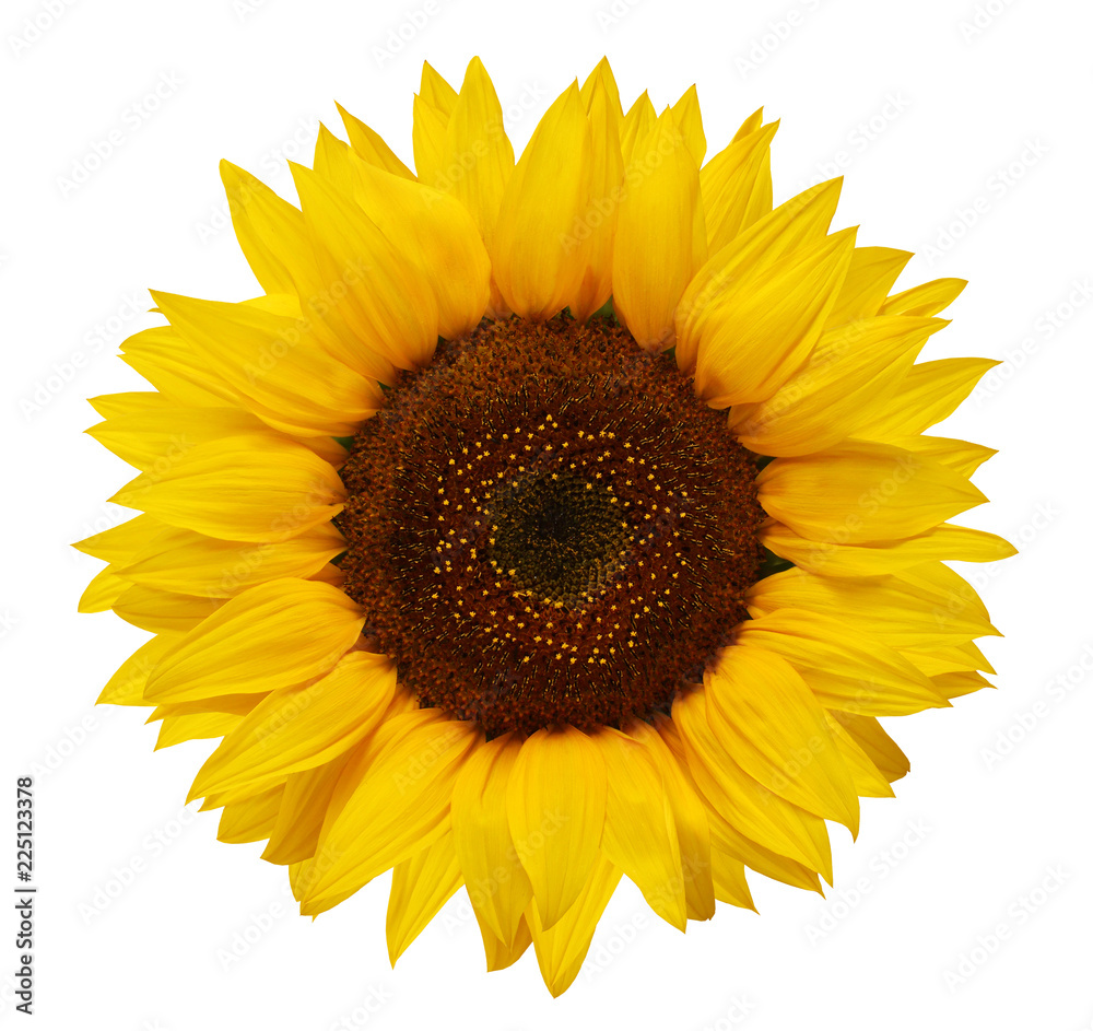 Obraz premium Dojrzały słonecznik z żółtymi płatkami i ciemnym środku, na białym tle.