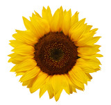 Ripe sunflower with yellow petals and dark middle, isolated on white background.